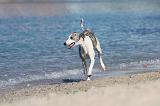 WHIPPET 208
